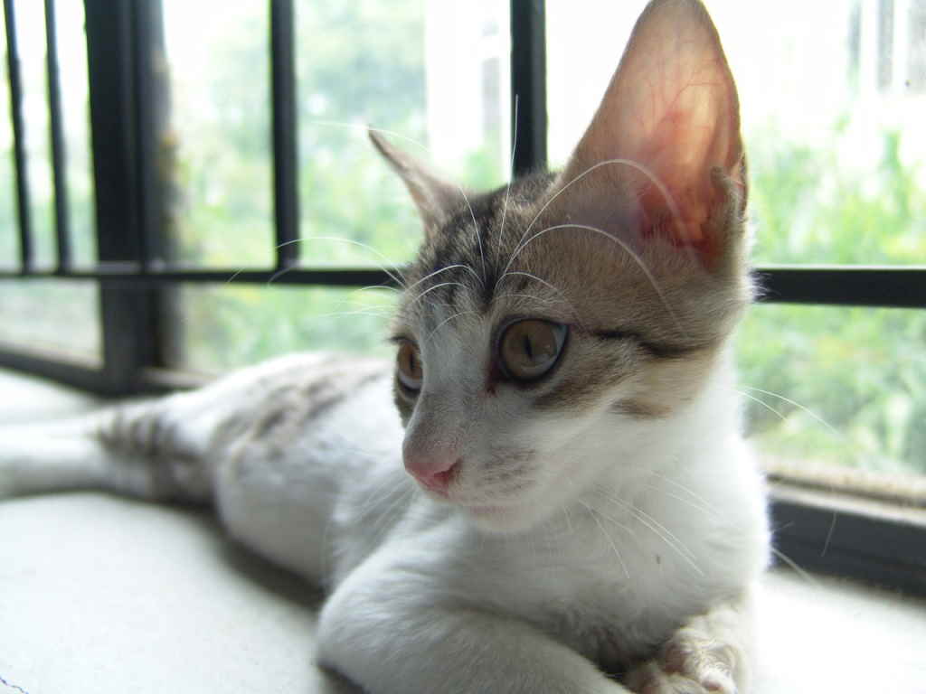 Котенок у окна