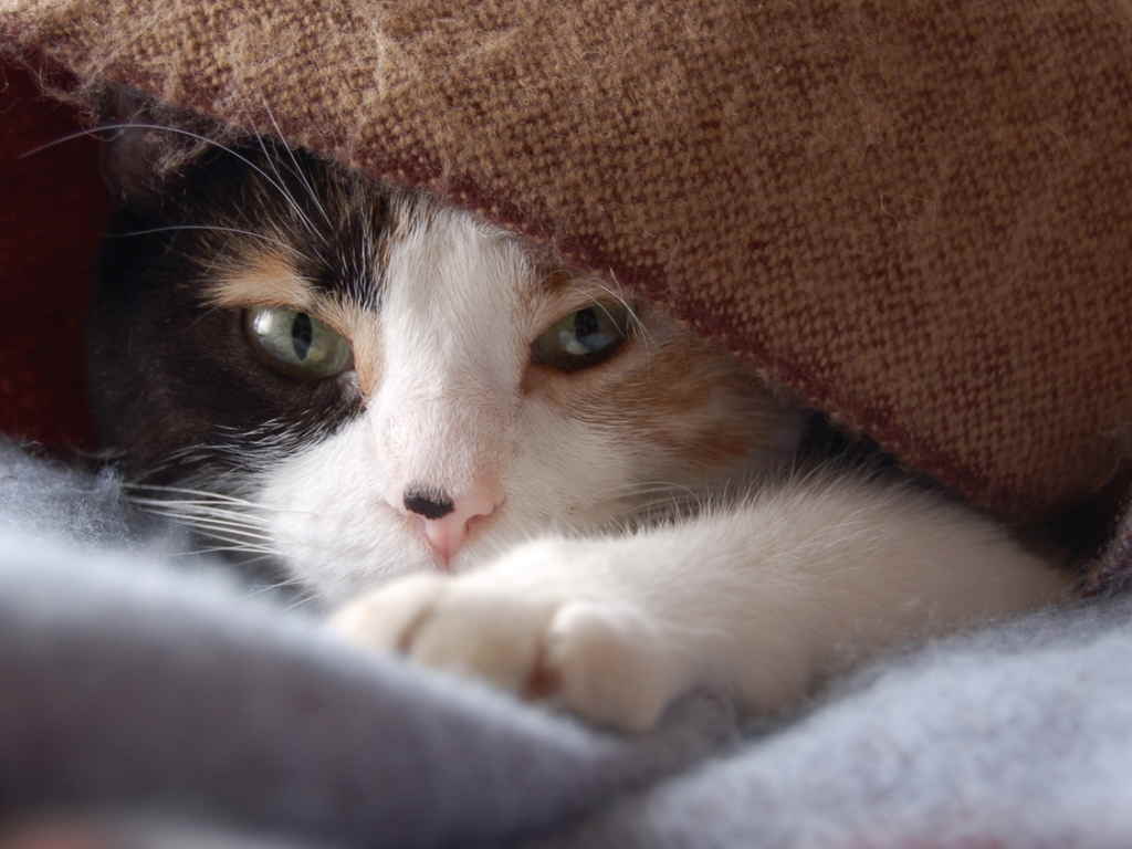 Кошка под одеялом