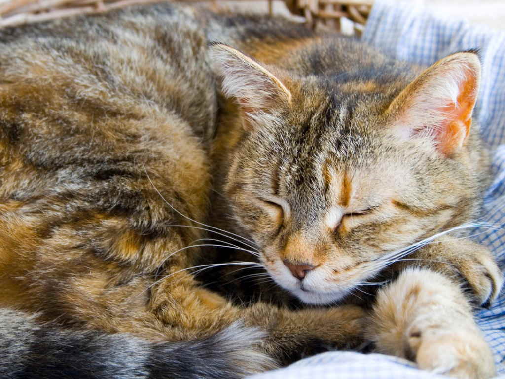 Кот спит