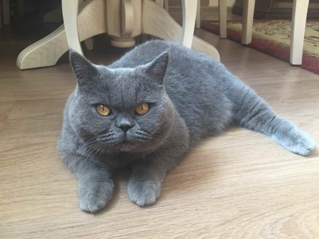 Кошка разлеглась
