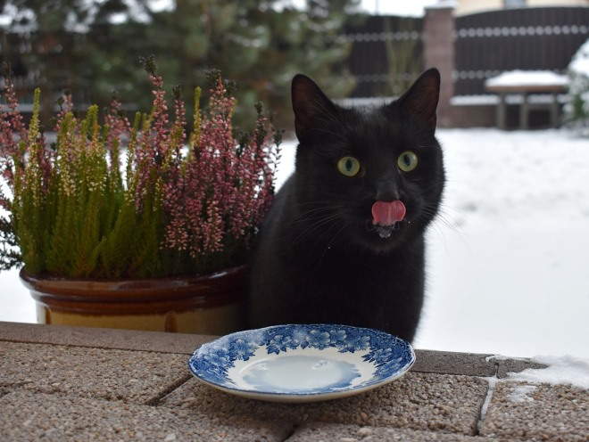 Кот пьет молоко