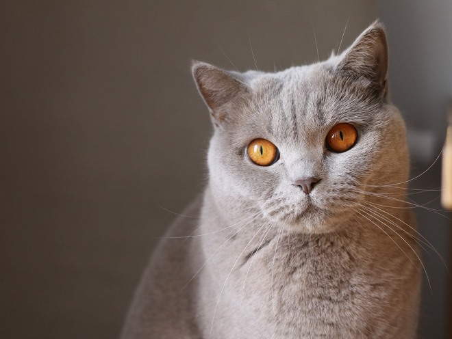 Кошка пристально смотрит