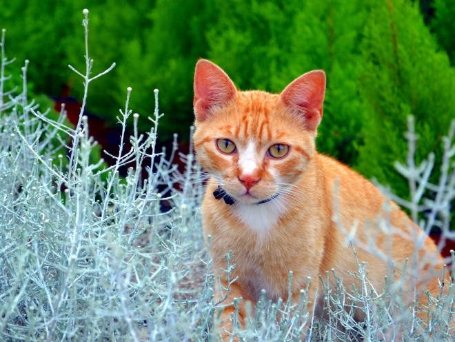 Кот гуляет среди зелени