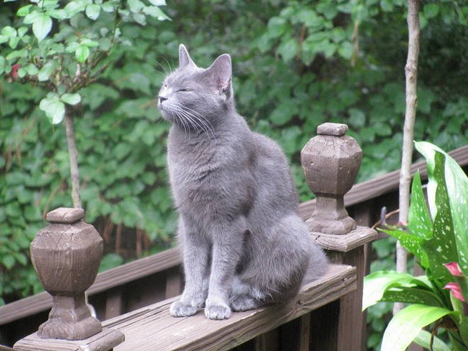 Кот закрыл глаза от солнца