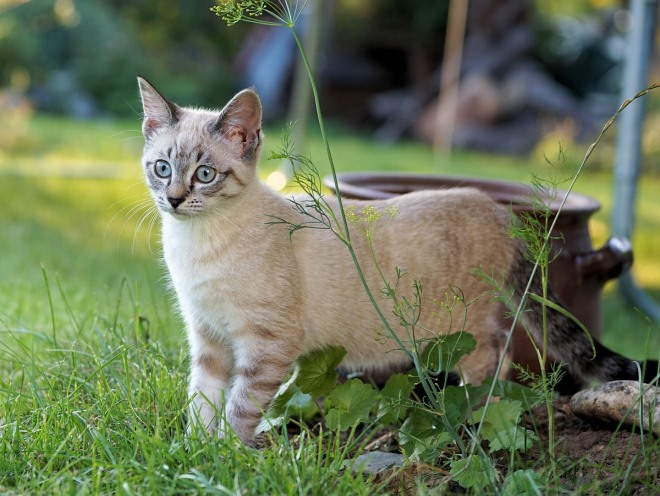 Кот гуляет по саду