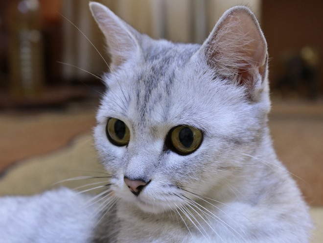 Кот лежит в гостиной