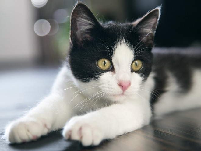 Кошка лежит вытянув лапы