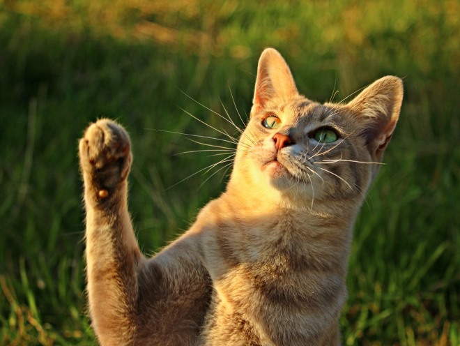 Кот поднял лапу