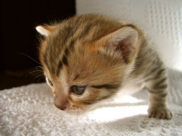 Котенок шагает