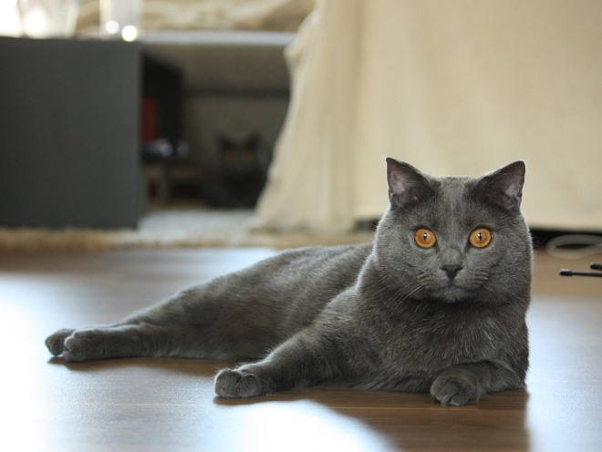 Кошка удивленно смотрит