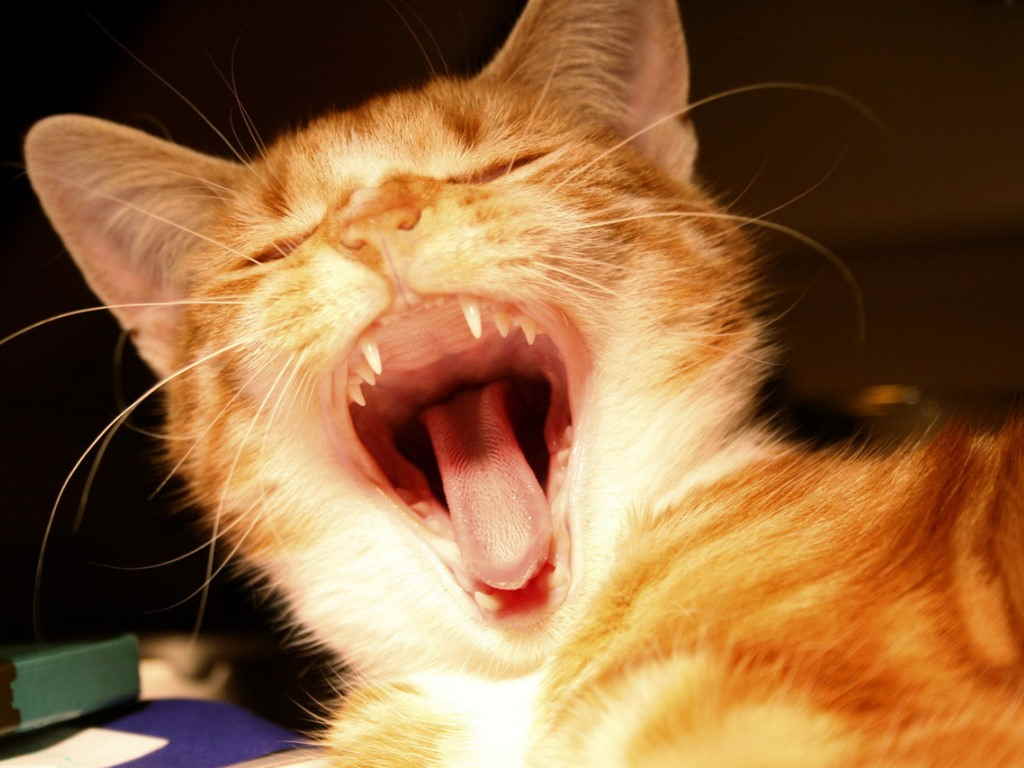 Котенок открыл рот